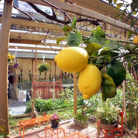 Dianostellamarina * دْيانو مارينا