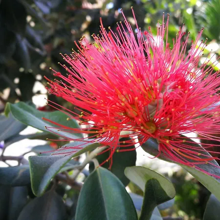 Dianostellamarina دْيانو مارينا