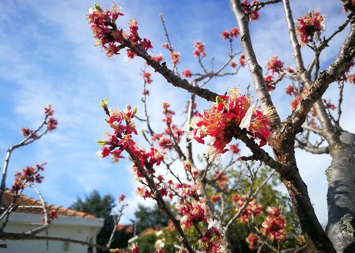 Dianostellamarina Apartman *